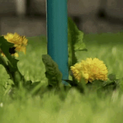 ROOTPULL, Îndepărtător de rădăcini din oțel inoxidabil - video
